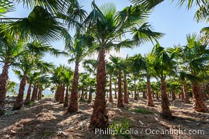 Palm trees on a tree farm, looking like a forest of palms, Borrego Springs, California