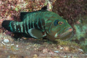 Panama Graysby Epinephelus panamensis, Sea of Cortez, Isla San Diego, Baja California, Mexico