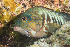 Panama Graysby Epinephelus panamensis, Sea of Cortez, Isla San Francisquito, Baja California, Mexico