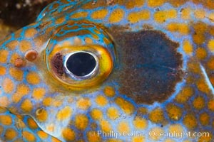 Panama Graysby Eye Detail, Epinephelus panamensis, Sea of Cortez, Isla Cayo, Baja California, Mexico