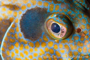 Panama Graysby Eye Detail, Epinephelus panamensis, Sea of Cortez, Isla Cayo, Baja California, Mexico