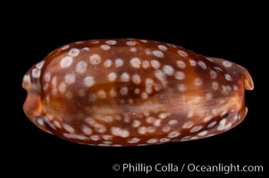 Panamanian Deer Cowrie, Little Deer Cowrie, Cypraea cervinetta