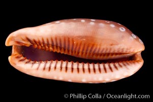 Panamanian Deer Cowrie, Little Deer Cowrie, Cypraea cervinetta