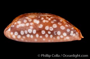 Panamanian Deer Cowrie, Little Deer Cowrie, Cypraea cervinetta