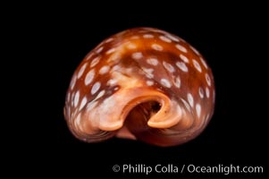 Panamanian Deer Cowrie, Little Deer Cowrie, Cypraea cervinetta