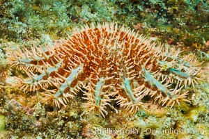 Panamic crown of thorns sea star.