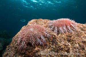 Panamic crown of thorns sea star, starfish, Isla San Francisquito, Baja California, Mexico