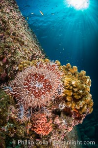 Panamic crown of thorns sea star, Sea of Cortez, Baja California, Mexico