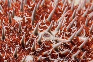 Panamic crown of thorns sea star, Detail, Acanthaster ellisii, Sea of Cortez, Punta Alta, Baja California, Mexico
