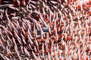 Panamic crown of thorns sea star, Detail, Acanthaster ellisii, Sea of Cortez, Punta Alta, Baja California, Mexico