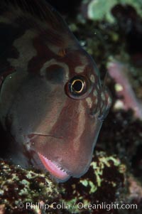 Panamic fanged blenny, Ophioblennius steindachneri