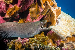 Panamic Green Moral Eel, Gymnothorax castaneus, Clipperton Island, Gymnothorax castaneus