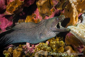 Panamic Green Moral Eel, Gymnothorax castaneus, Clipperton Island, Gymnothorax castaneus