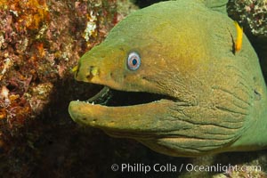 Panamic Green Moray Eel, Sea of Cortez, Baja California, Mexico, Gymnothorax castaneus