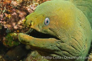 Panamic Green Moray Eel, Sea of Cortez, Baja California, Mexico., Gymnothorax castaneus, natural history stock photograph, photo id 27467