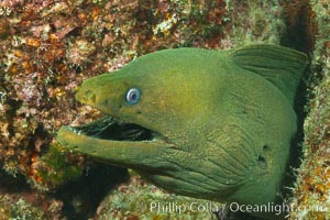 Panamic Green Moray Eel, Sea of Cortez, Baja California, Mexico, Gymnothorax castaneus