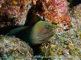 Panamic Green Moray Eel, Gymnothorax castaneus, Los Islotes, Baja California, Mexico