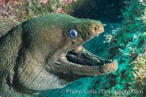 Panamic Green Moray Eel, Sea of Cortez, Baja California, Mexico, Isla San Diego