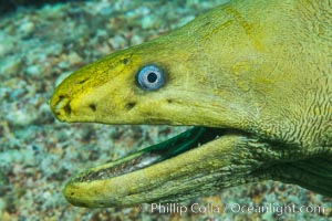 Panamic Green Moray Eel, Sea of Cortez, Baja California, Mexico, Isla San Francisquito