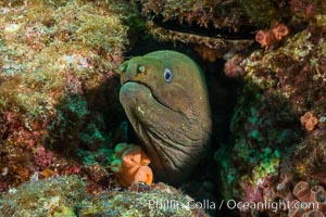 Panamic Green Moray Eel, Sea of Cortez, Baja California, Mexico, Isla Las Animas