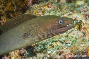 Panamic Green Moray Eel, Sea of Cortez, Baja California, Mexico, Isla Las Animas