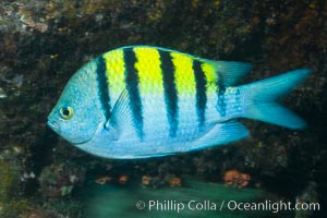 Panamic sargeant major fish, Sea of Cortez, Baja California, Mexico.