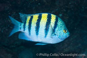 Panamic sargeant major fish, Sea of Cortez, Baja California, Mexico, Isla San Diego