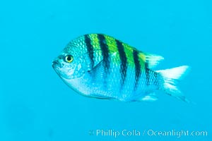 Panamic sargeant major fish, Sea of Cortez, Baja California, Mexico, Isla San Diego