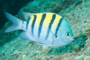 Panamic sargeant major fish, Sea of Cortez, Baja California, Mexico, Isla San Francisquito