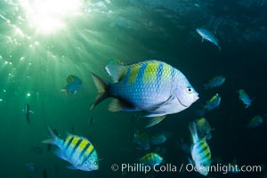 Panamic sargeant major fishes and sunburst, Sea of Cortez, Baja California, Mexico.