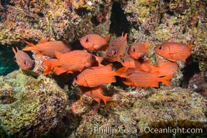 Panamic Soldierfish, Suwanee Reef, Sea of Cortez