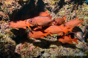 Panamic Soldierfish, Suwanee Reef, Sea of Cortez