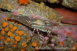 Spot prawn, Pandalus platycaros