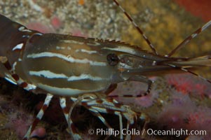 Spot prawn, Pandalus platycaros