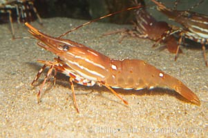 Spot prawn, Pandalus platycaros