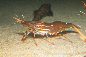 Spot prawn, Pandalus platycaros