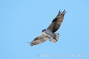 Osprey soaring, Pandion haliaetus, Bolsa Chica State Ecological Reserve, Huntington Beach, California