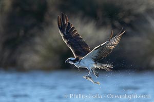 Osprey catches a small fish from a lagoon, Pandion haliaetus, Bolsa Chica State Ecological Reserve, Huntington Beach, California