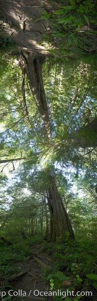 Panorama of the Big Tree Trail on Meares Island, temperate rainforest home to huge red cedar and spruce trees, Meares Island Big Trees Trail, Tofino, British Columbia, Canada