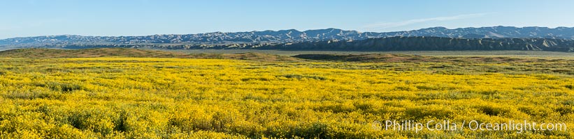 A Panorama of Wildflowers blooms across Carrizo Plains National Monument, during the 2017 Superbloom, Carrizo Plain National Monument, California