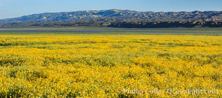 A Panorama of Wildflowers blooms across Carrizo Plains National Monument, during the 2017 Superbloom, Carrizo Plain National Monument, California