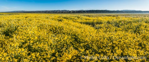 A Panorama of Wildflowers blooms across Carrizo Plains National Monument, during the 2017 Superbloom, Carrizo Plain National Monument, California