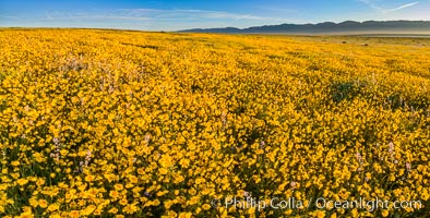 A Panorama of Wildflowers blooms across Carrizo Plains National Monument, during the 2017 Superbloom, Carrizo Plain National Monument, California