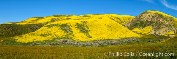 A Panorama of Wildflowers blooms across Carrizo Plains National Monument, during the 2017 Superbloom, Carrizo Plain National Monument, California