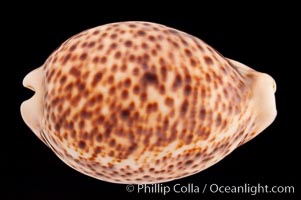 Light form, Cypraea pantherina