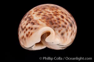 Light form, Cypraea pantherina