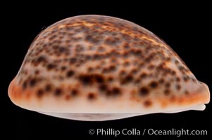 Dark form, Cypraea pantherina