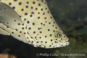 Panther grouper, Chromileptis altiveles