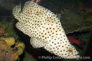 Panther grouper, Chromileptis altiveles