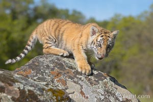 Siberian tiger cub, male, 10 weeks old, Panthera tigris altaica